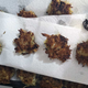 crispy latkes draining on paper towels.